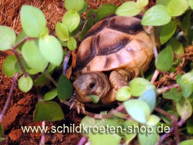 Landschildkröten Zubehör mit kostenloser Beratung - Zubehoer für Haustiere - Heilbronn