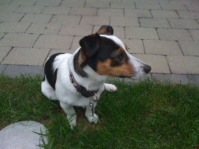 Jack-Rusell-Terrier abzugeben - Hunde - Blaichach