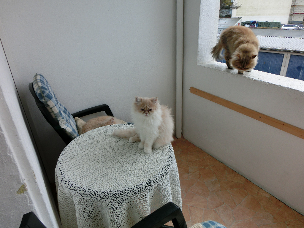 Perserbabys - Katzen - Freiburg im Breisgau