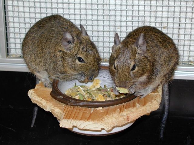 2 Degus in gute Hände abzugeben! - Nagetiere Allgemein - Grevenboich
