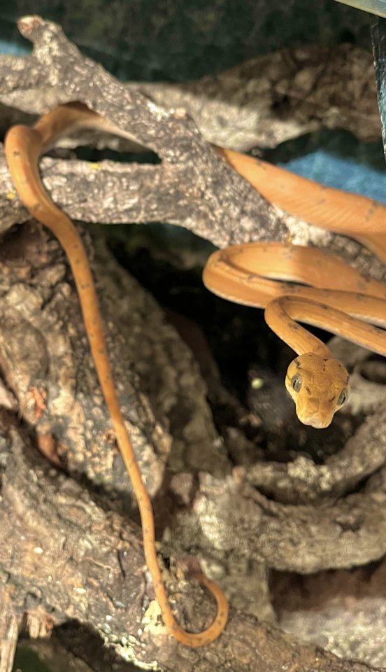 Corallus hortulanus (Gartenboa) - Reptilien - Herrenberg