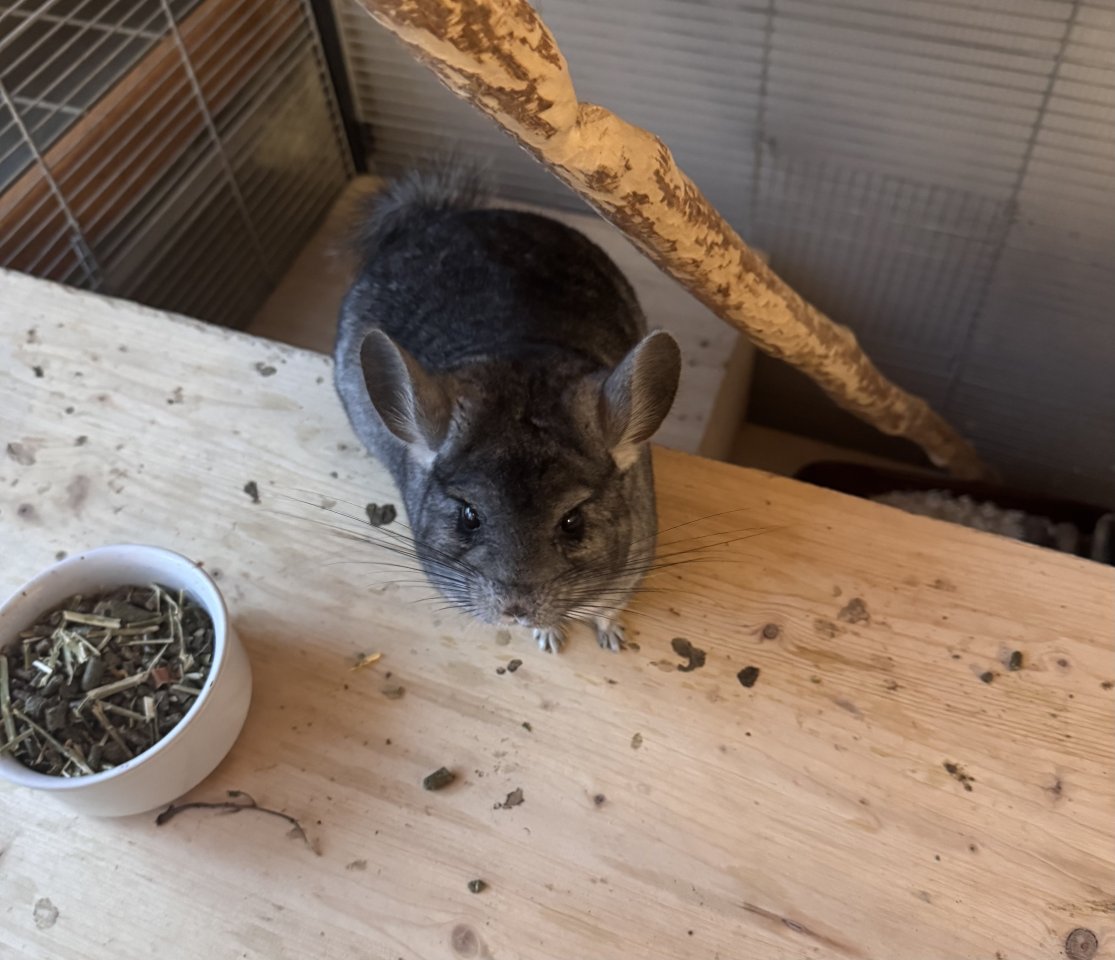 Zwei liebevolle Chinchilla-Damen (4 Jahre) mit großem Käfig abzugeben - Nagetiere - Rheinbach