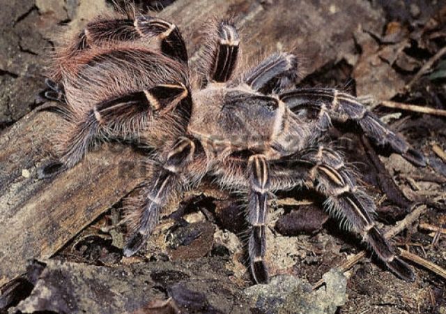 Eupalestrus campestratus Weibchen - Insekten - grafanau