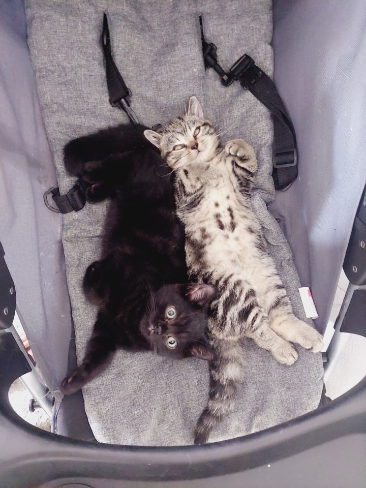 Britisch Kurzhaar Tabby - Katzen - Saarbrücken