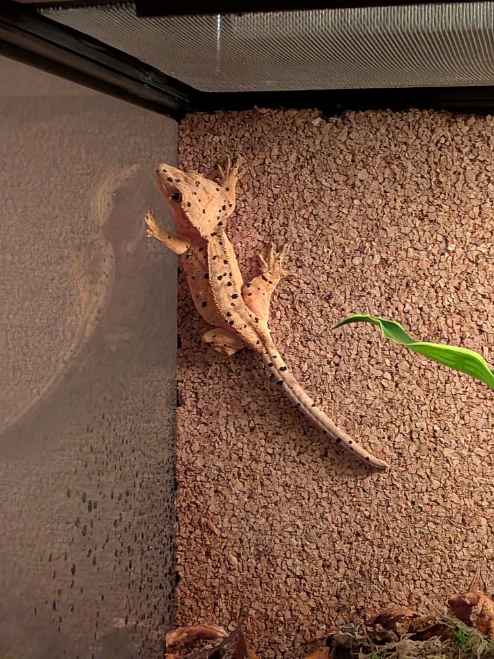 Kronengecko Weibchen zum Verkauf - Reptilien - Eberswalde