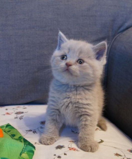 Britisch Kurzhaar Bärchen sind auf der Welt ;o) - Katzen - Hofheim
