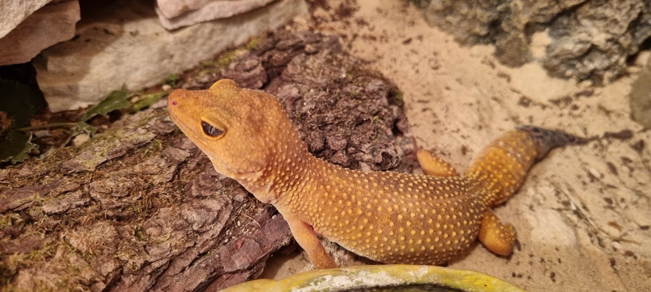 3 Leopardgeckos, weiblich, Terrarium - Reptilien - Reifenberg