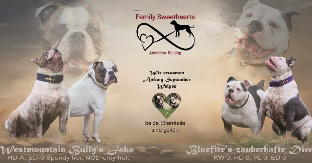 American Bulldog Welpen suchen Traumschloss - Hunde - Lübtheen