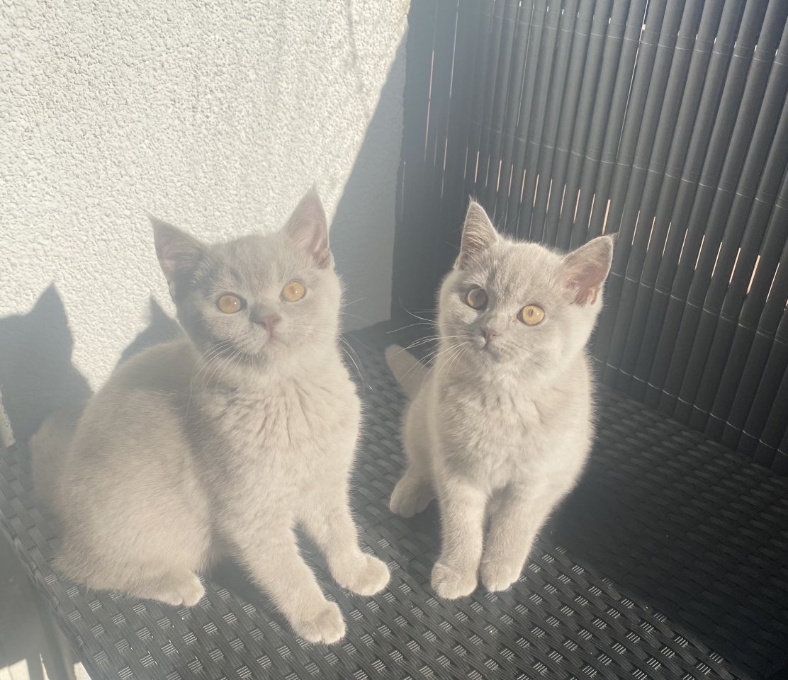 Zwei BKH Kitten abgabebereit - Katzen - Wentorf