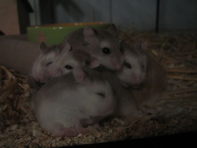 8 Wochen alte Roborowski Zwerghamster abzugeben, auch Weißkopf - Hamster - Holzhausen
