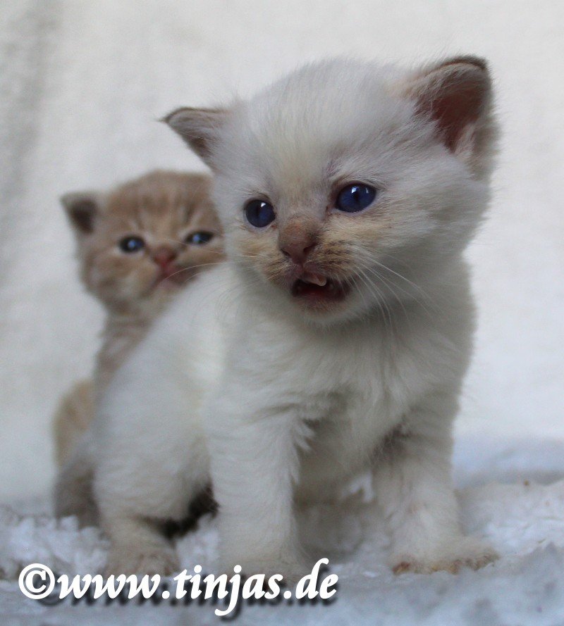 BKH-Britisch Kurzhaar Katzenbaby cinnamon golden shaded point mit blauen Augen - Katzen - Berlin