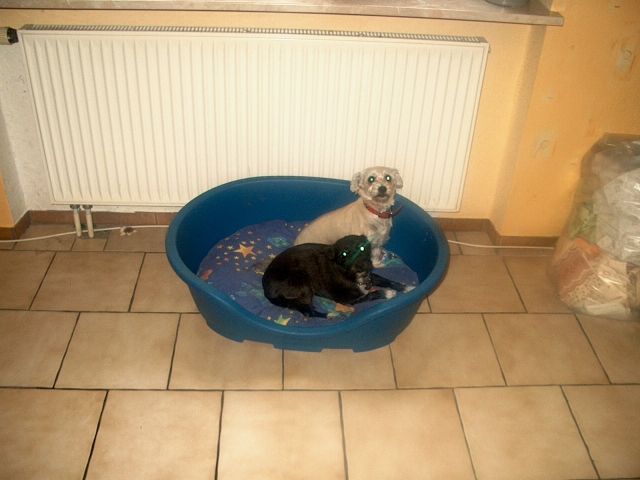 Kleine Hunde Zu Verschenken