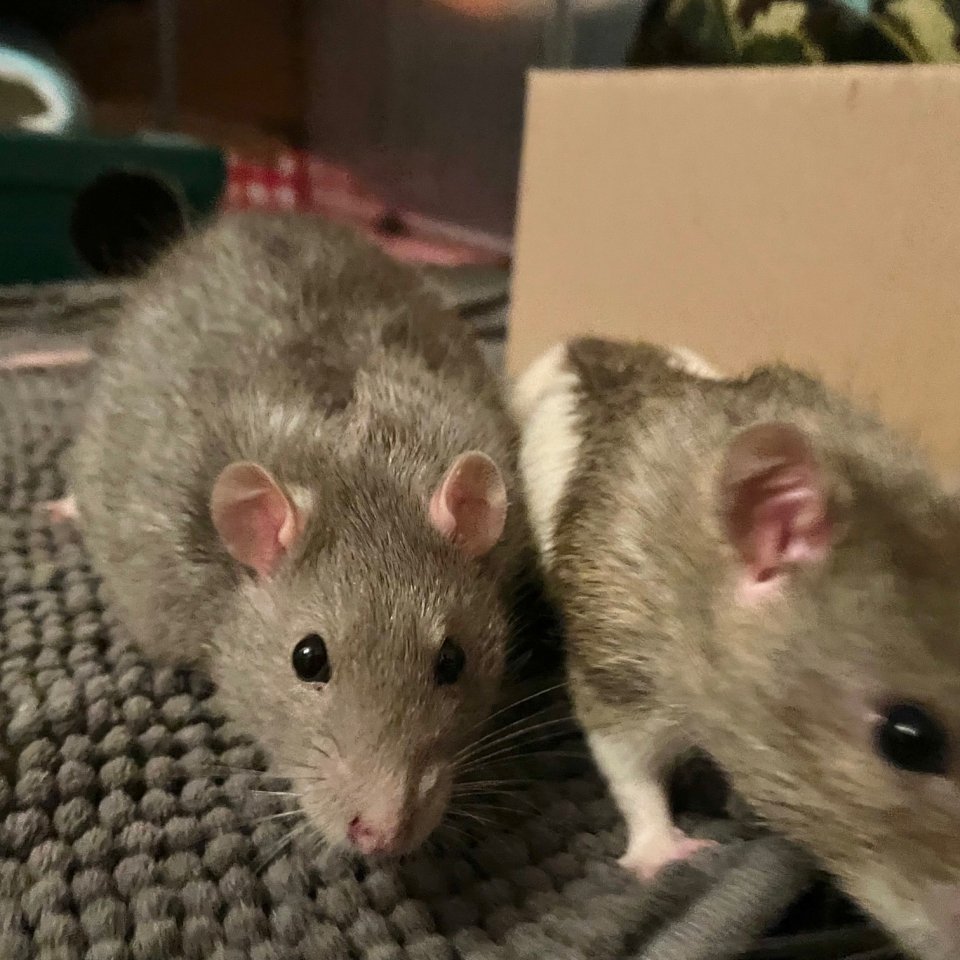 3 Männchen Ratten - Geschwister - Nagetiere - München