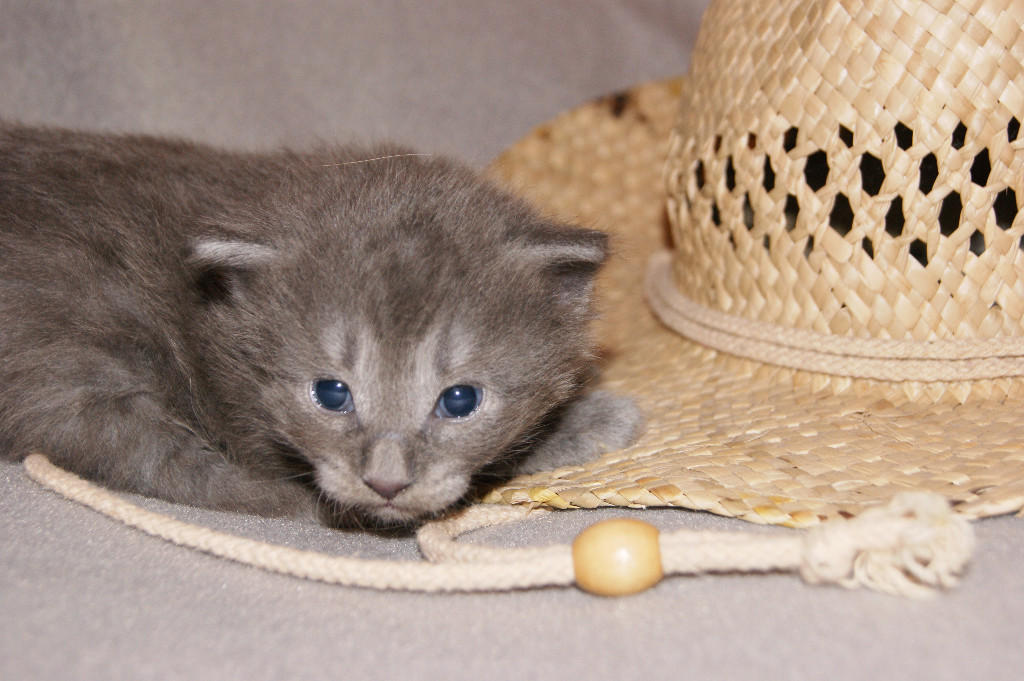 NORWEGISCHE WALDKATZEN ab KW 41 abzugeben - Katzen - Poppenricht