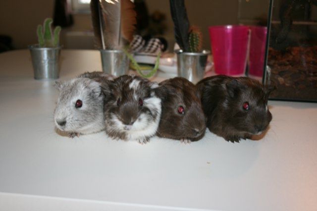 4 junge, supersüße Meerschweinchen abzugeben - Meerschweinchen - Bad Zwesten