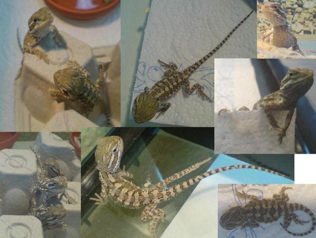 Pogona Henrylawsoni Zwergbartagame - Reptilien - 