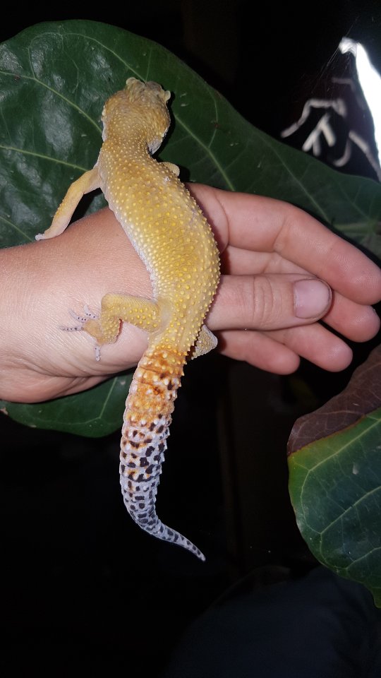 Leopardgeckos, 1 Männlein, 2 Weiblein sowie 1 weibliches Jungtier - Reptilien - Merenberg