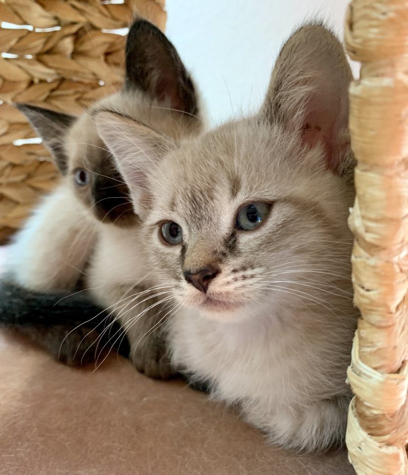 Zauberhafte Bengal Devon Rex Kitten aus Traumverpaarung - Katzen - Rosengarten