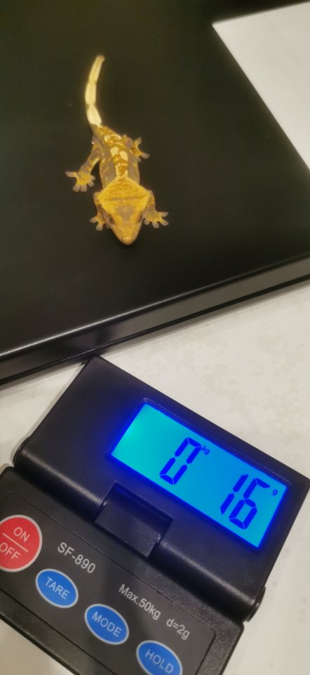 Kronengecko, Geschlecht unbestimmt - Reptilien - Gelsenkirchen