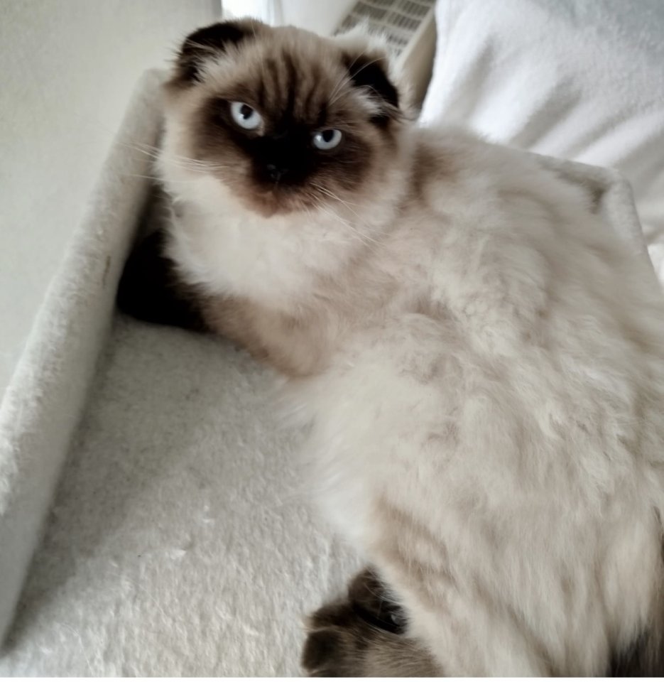 Blh kater mix sucht liebevolles heim - Katzen - Wilhelmshaven