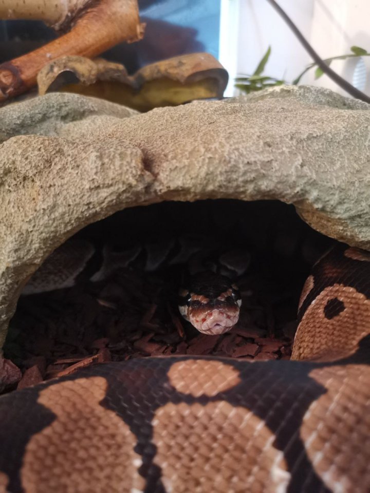Königspython mit Terrarium - Reptilien - Wilhelmshaven
