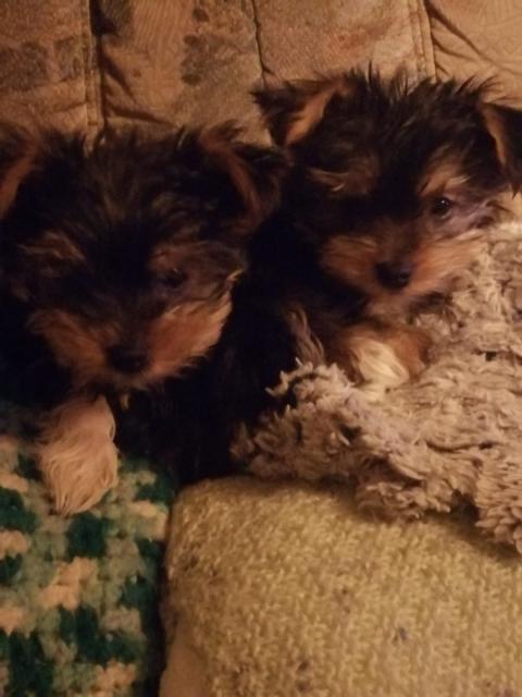 Yorkshire Terrier Welpen  - Hunde - Pritzwalk