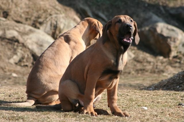 Fila Brasileiro Welpen mit Papieren aus guter Blutlinie zu verkaufen - Hunde - Kresitice (50 KM hinter Prag)