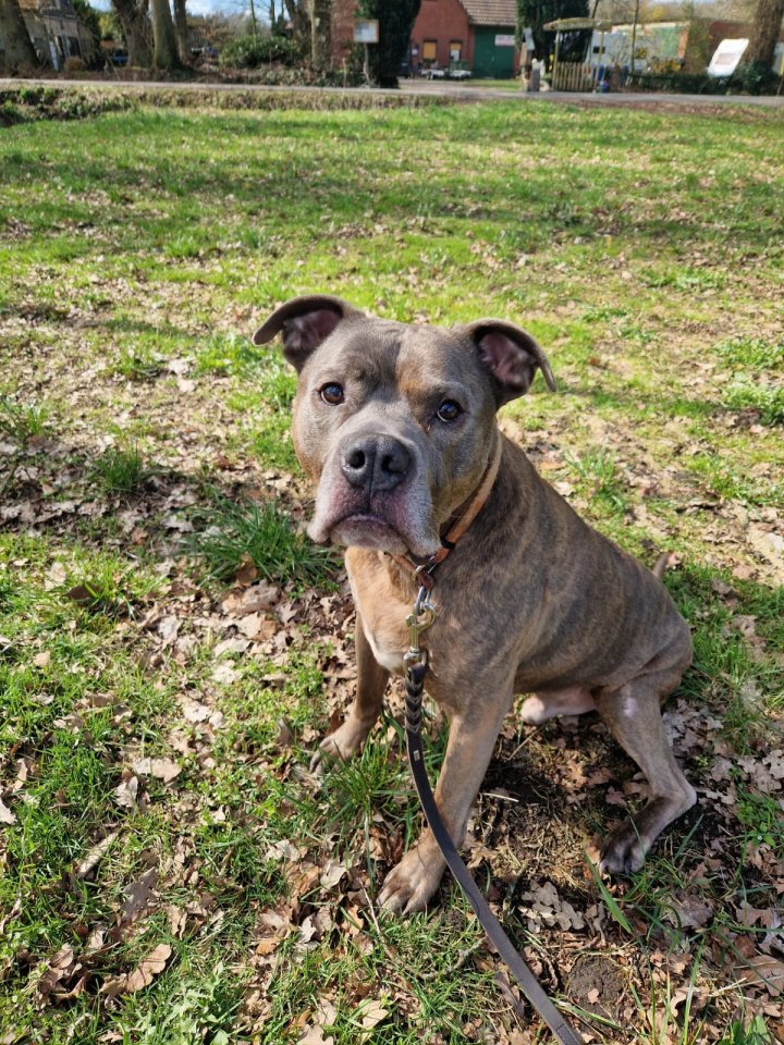 Amstaff American Stafford Terrier Puschel sucht dringend ein neues Zuhause! - Hunde - Osterholz-Scharmbeck