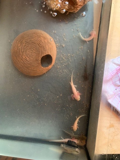 Junge Axolotl abzugeben, ausschließlich Abholung, kein Versand - Amphibien - Bielefeld
