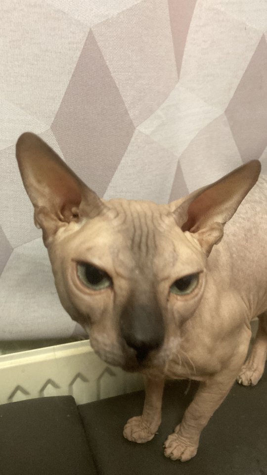 Deckkater Don Sphynx - Katzen - Berlin