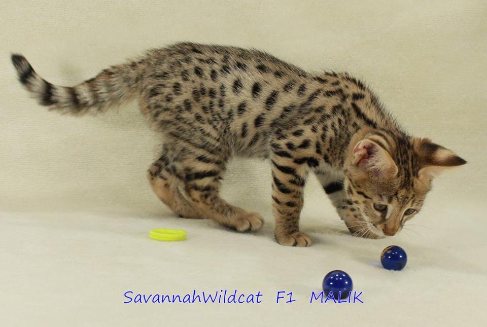 Prächtige Savannah-Kätzchen - Katzen - Salzburg