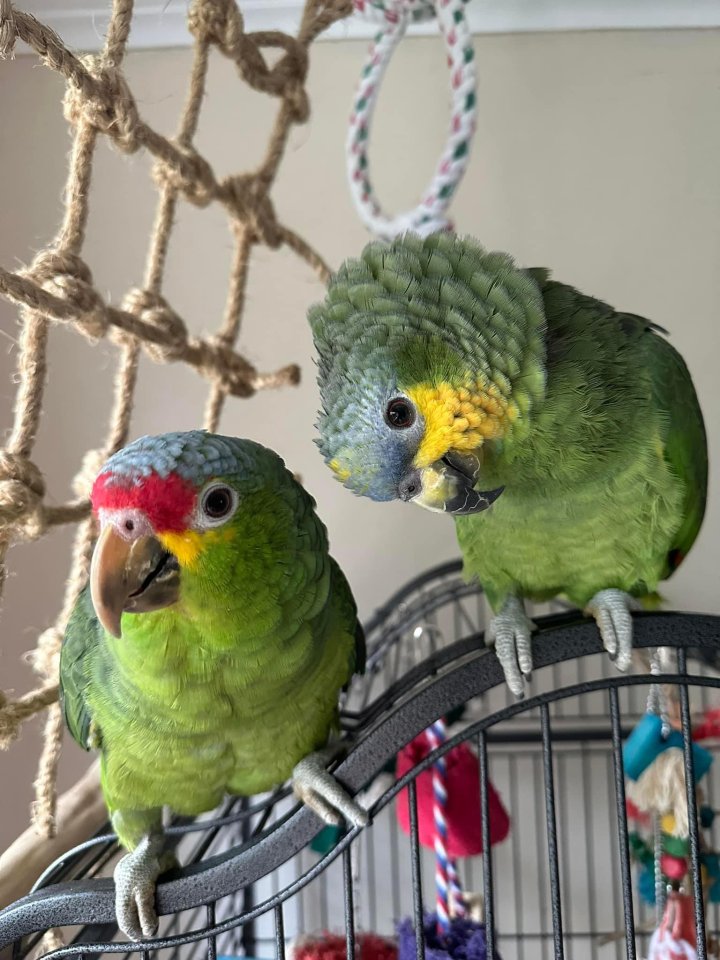 Ich biete  paar Amazonen - Voegel - Wien