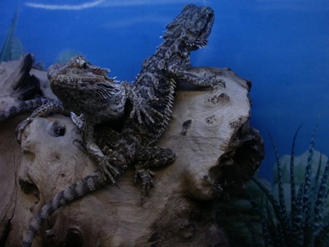 Terrarium+Bartagamen+Zubehör zu Verkaufen! - Reptilien - Hanstorf