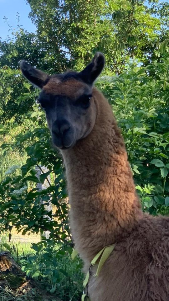 Lama Hengst und Esel Hengst - Nutztiere - Radolfzell