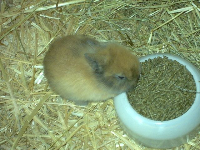 DRINGEND!!!! - Hasen Kaninchen - Hünxe