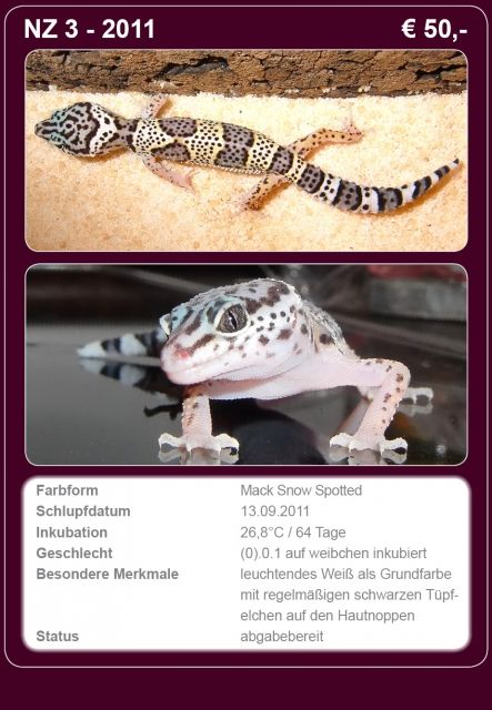 Leopardgecko - Nachzuchten vom Niederrhein abzugeben (www.leopardgeckos-wesel.de - Reptilien - Wesel