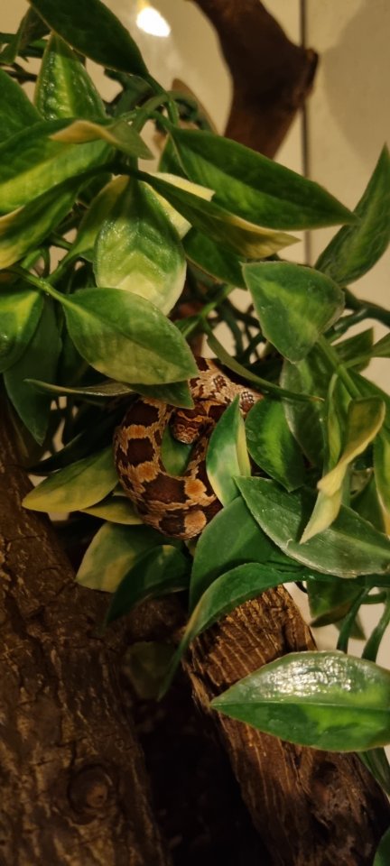 Kornnattern NZ 09/2024 abzugeben - Reptilien - Hamburg