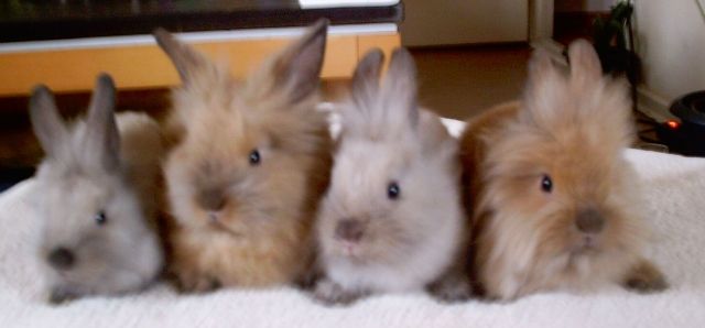 Junge Löwenköpfchen brauchen ein neues zu Hause - Hasen Kaninchen - Berlin
