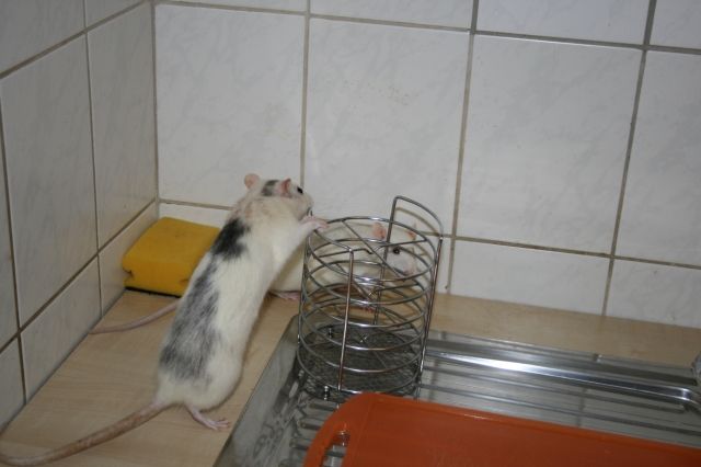 5 weibliche Ratten abzugeben - Ratten - Boffzen