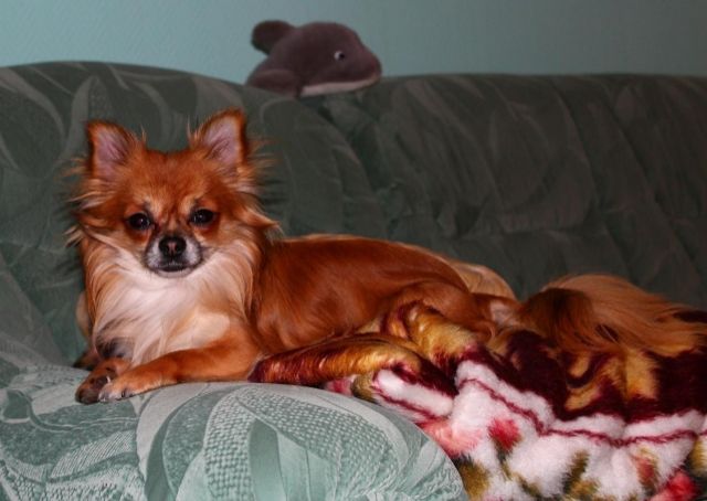 Reinrassiger Chihuahua Deckrüde Langhaar freut sich auf neue