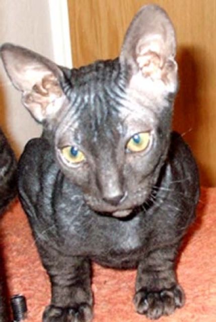 Don Sphynx Kater zu verkaufen! - Haustiere - Leipzig