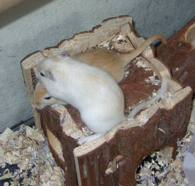 Baby Rennmäuse - Maeuse - Neustrelitz