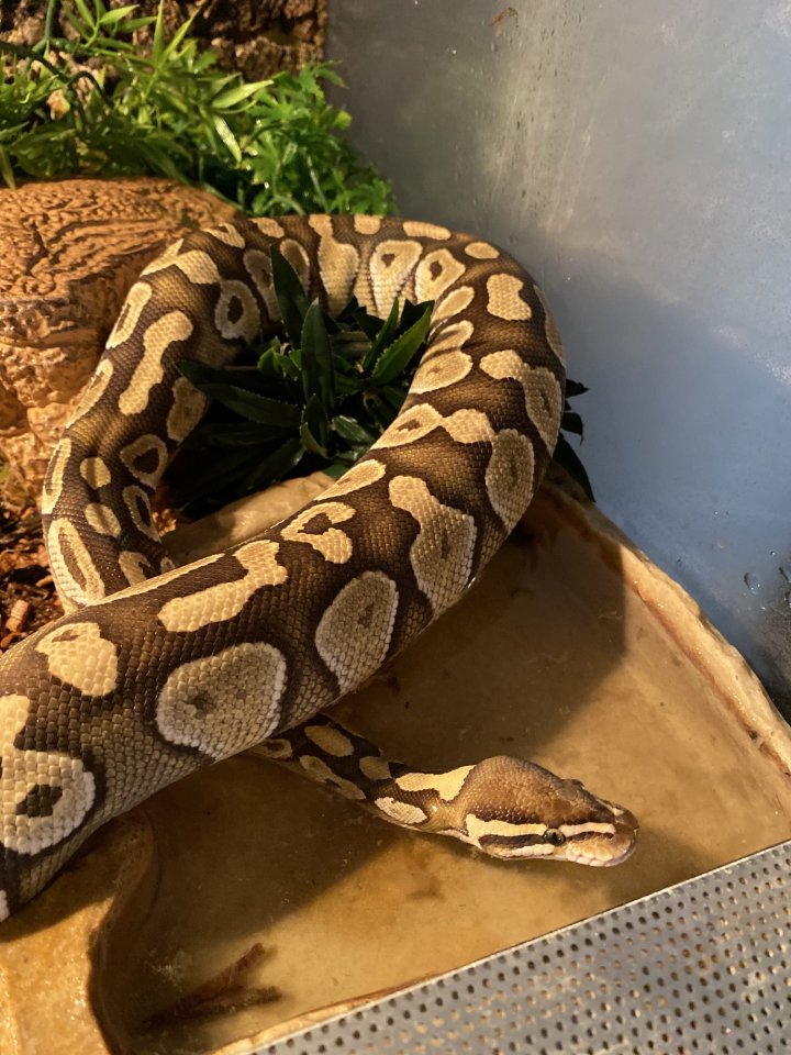 0.1 (Female) Lesser Königspython (Python regius) - Reptilien - Monreal