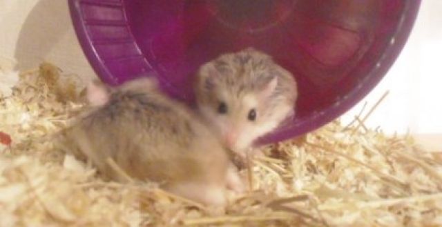 Verkaufe Roborowski Zwerghamster - Hamster - Vechelde OT Sierße