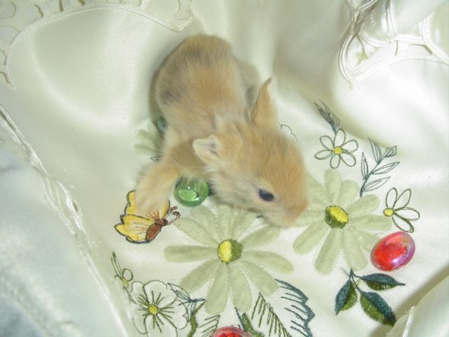 Löwenköpfchen und Farbenzwerge - Hasen Kaninchen - Neunkirchen saar