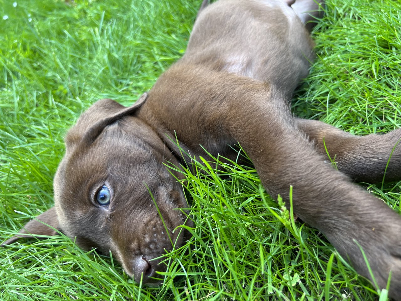 Reinrassiger Labrador Welpe Abgabebereit - Hunde - Dortmund