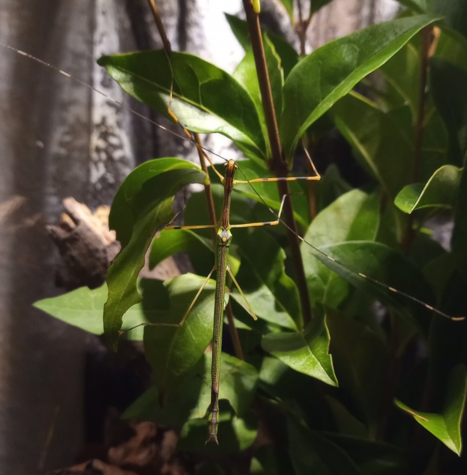Stabschrecken, Phasmiden - Anarchodes Annulipes (5 Stk.) - Insekten - Brühl