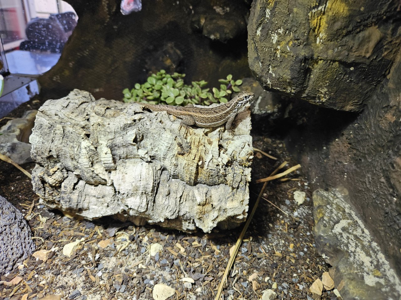 Buntes Maskenleguan-Weibchen in liebevolle Hände abzugeben - Reptilien - Leipzig