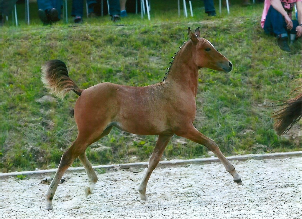 Deutsches Reitponystutfohlen 2021 !!! - Pferde - Waren Müritz