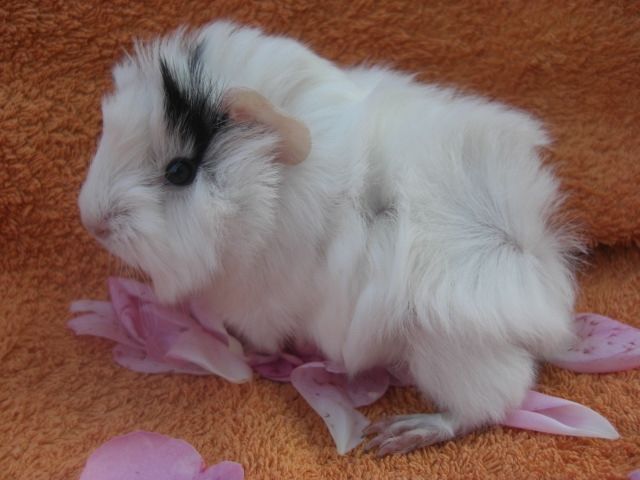 Meerschweinchen weibchen - Meerschweinchen - Elchingen